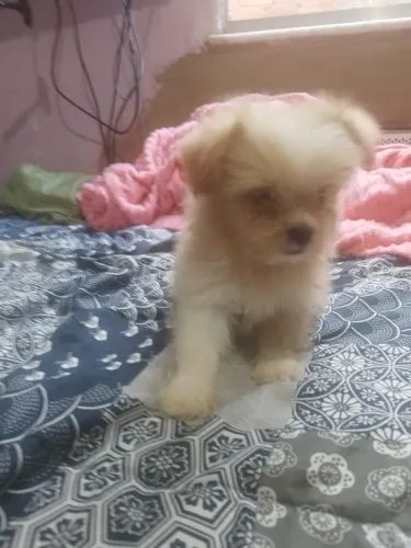 Shitzu com lulu