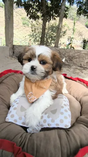 Lhasa Apso