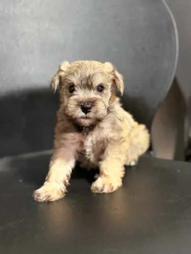 Schnauzer machos lindos