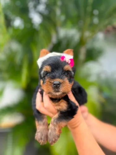 Filhote Yorkshire Terrier Fêmea - Vacinado Importada + Pedigree + Kit filhote<br><br><br><br>