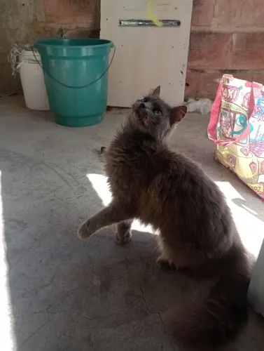 Doação. Gata castrada. Ela foi abandonada pela minha ex vizinha.