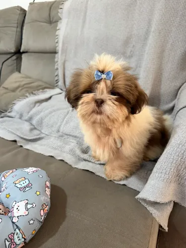 Shihtzu macho