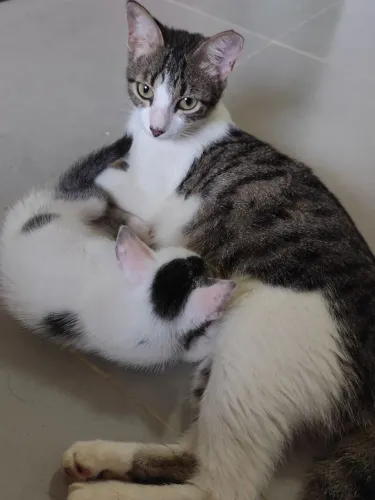 Gatinhas doação 