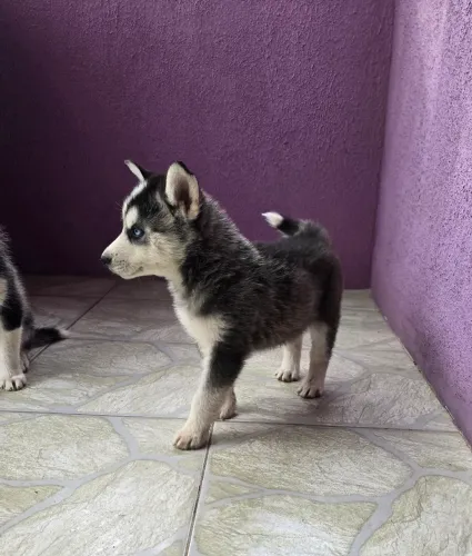 Husky Siberiano ?