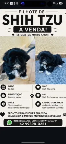 Filhote de shih tzu