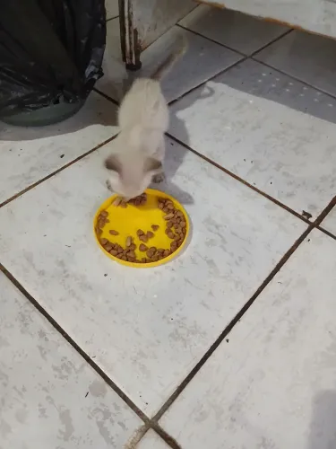 Adoção de uma gatinha