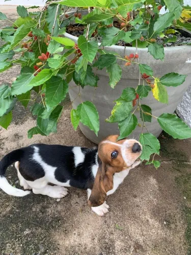 Basset Hound disponíveis 