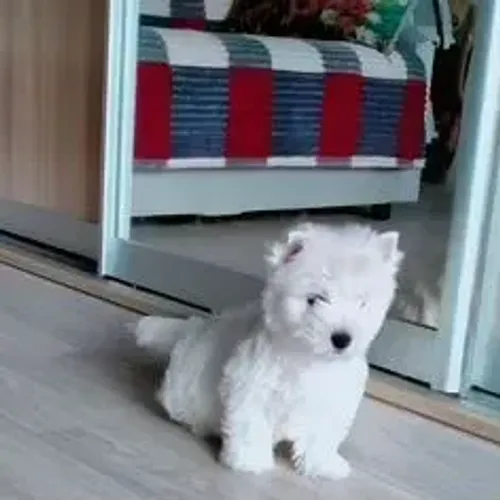 West Terrier Filhote Alegre Branco