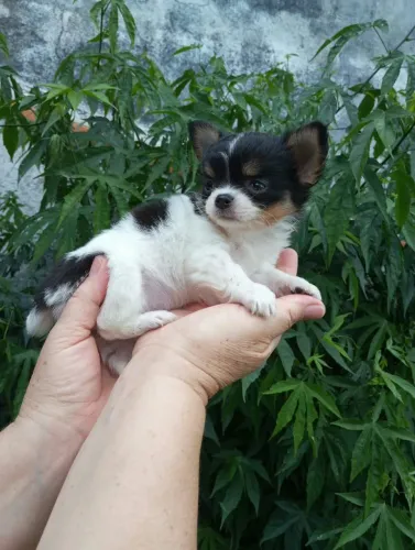 Filhote de chihuahua peludo