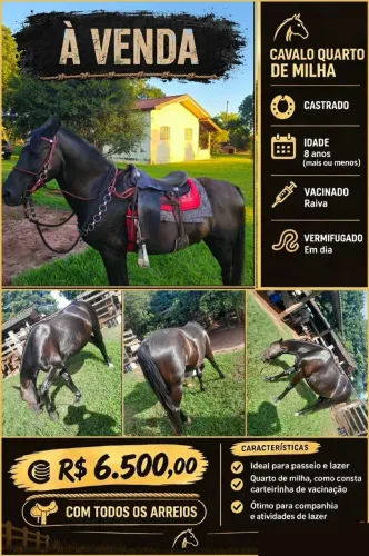 Cavalo