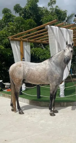Cavalo mangalarga marchador
