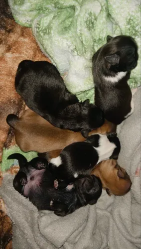 Filhotes ShihTzu