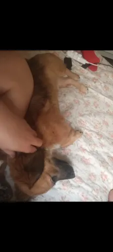 Cachorro para doação 