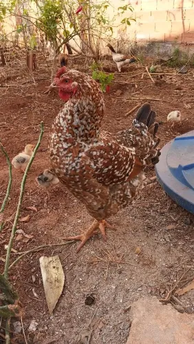 Galinha gsb 