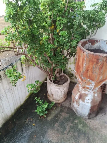 Plantas