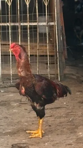 Galo índio gigante