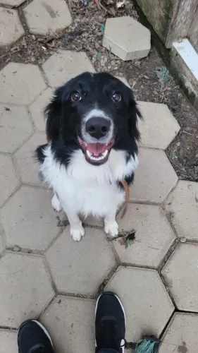 Doa-se border  collie fêmea 