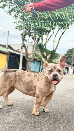 Vendo American bully merle