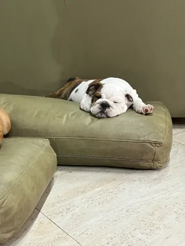 Filhotes Bulldog inglês 
