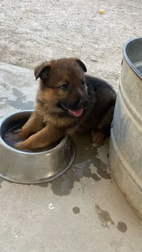 DOAÇÃO CACHORRO PASTOR ALEMÃO 