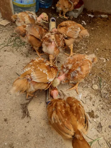 Franguinhos e franguinhas pescoço pelado 