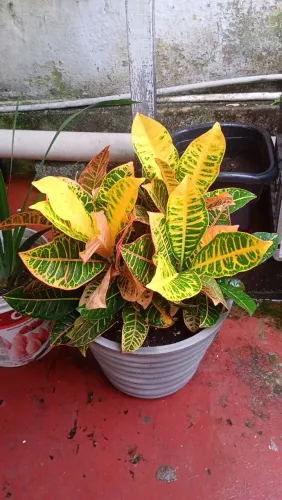 Plantas
