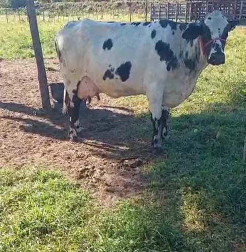 Vendo 3 vacas leiteiras
