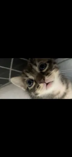 Doação de gatos