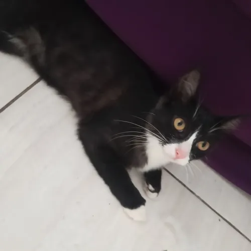 Gato