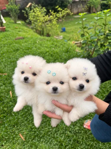 Filhote de Lulu da Pomerânia/Spitz Alemão - Fêmea