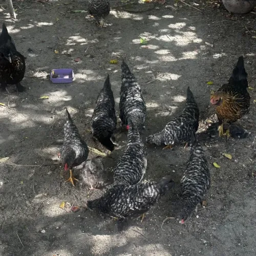 Galinhas