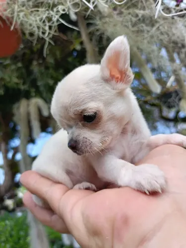 Chihuahua 