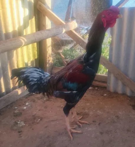 Galo mestiço índio gigante