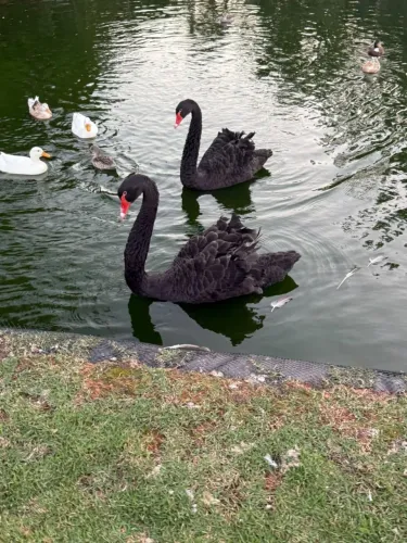 Cisnei negro pato