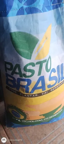 Sementes para pastagem