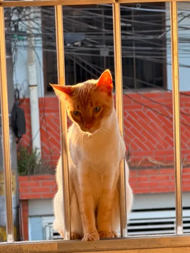 doação gato