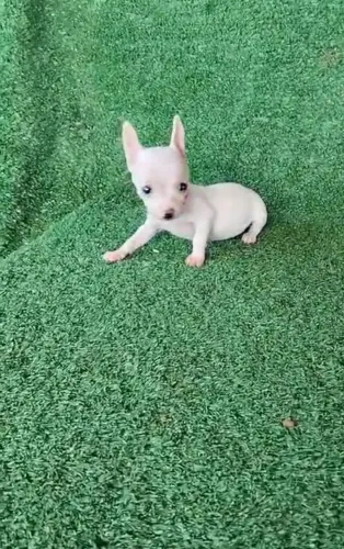 Pinscher exótico estremamente linda
