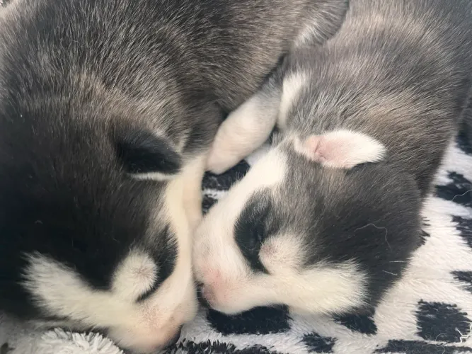 Filhotes de Husky Siberiano