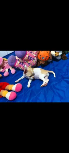 Chihuahua fêmea