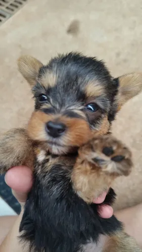 Filhotes yorkshire terrier a venda