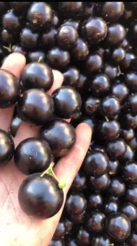 Jabuticaba grauda docinha 20 reais a lata ou 3 por 50,00