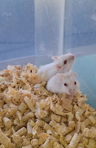 Hamsters Anao Russo várias cores