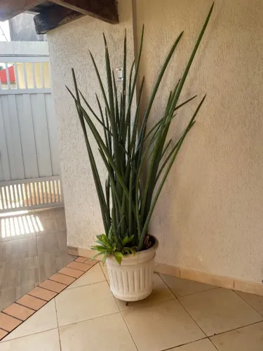 Vaso de Cimento com Lança de São Jorge Gigante + Suporte