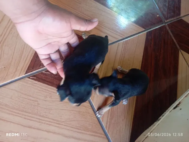 Vende se filhote de Pincher 0 