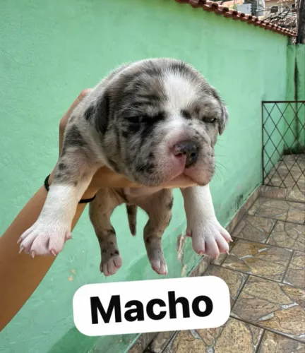 Vende se filhotes de American Bully pocket