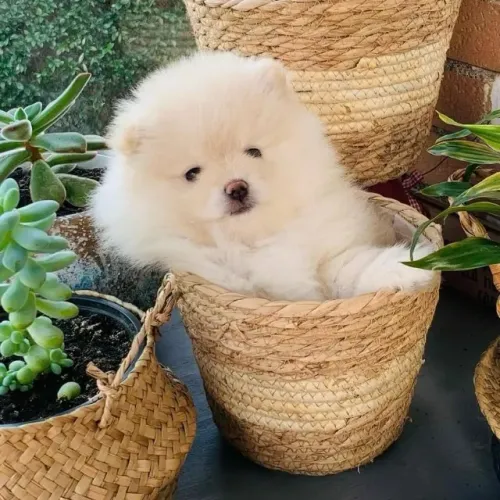 Filhotes de Spitz Alemão | Uma carinha difícil de esquecer.