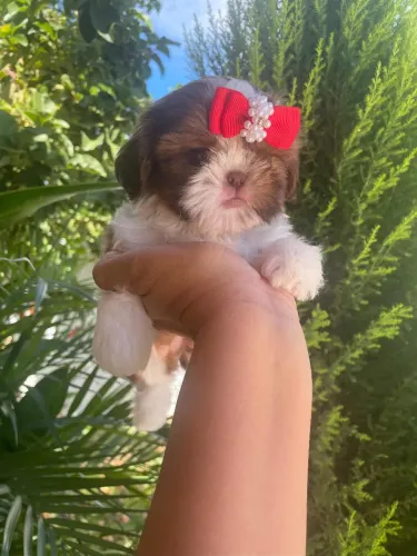 Filhote fêmea de shih Tzu 