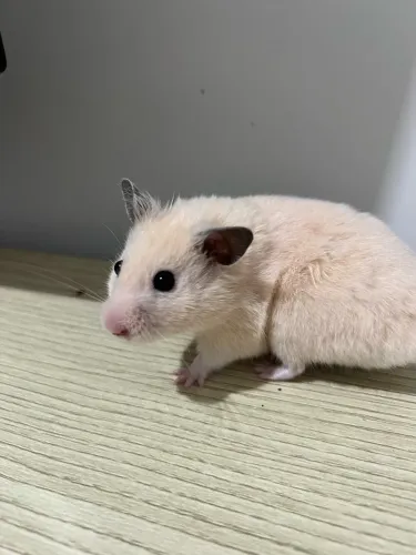 Hamster sírio