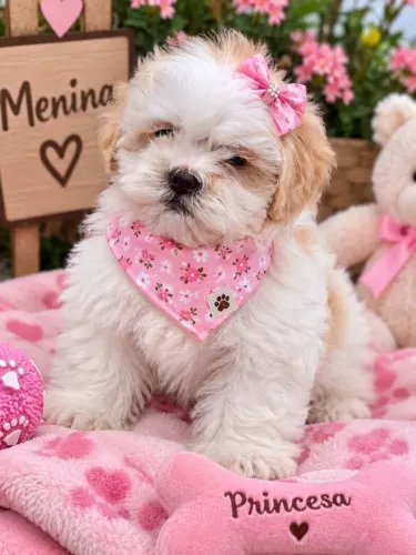 Lhasa apso femea branquinha bebes