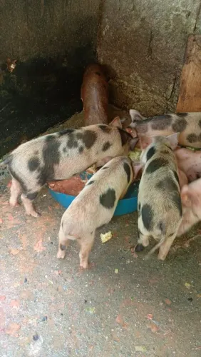 Porco carochinha